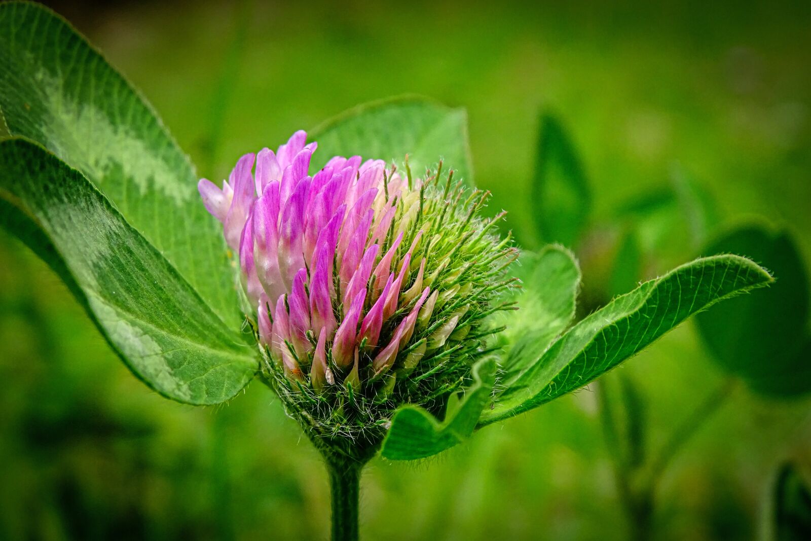 Sony Cyber-shot DSC-HX400V sample photo. Clover, red clover, wild photography