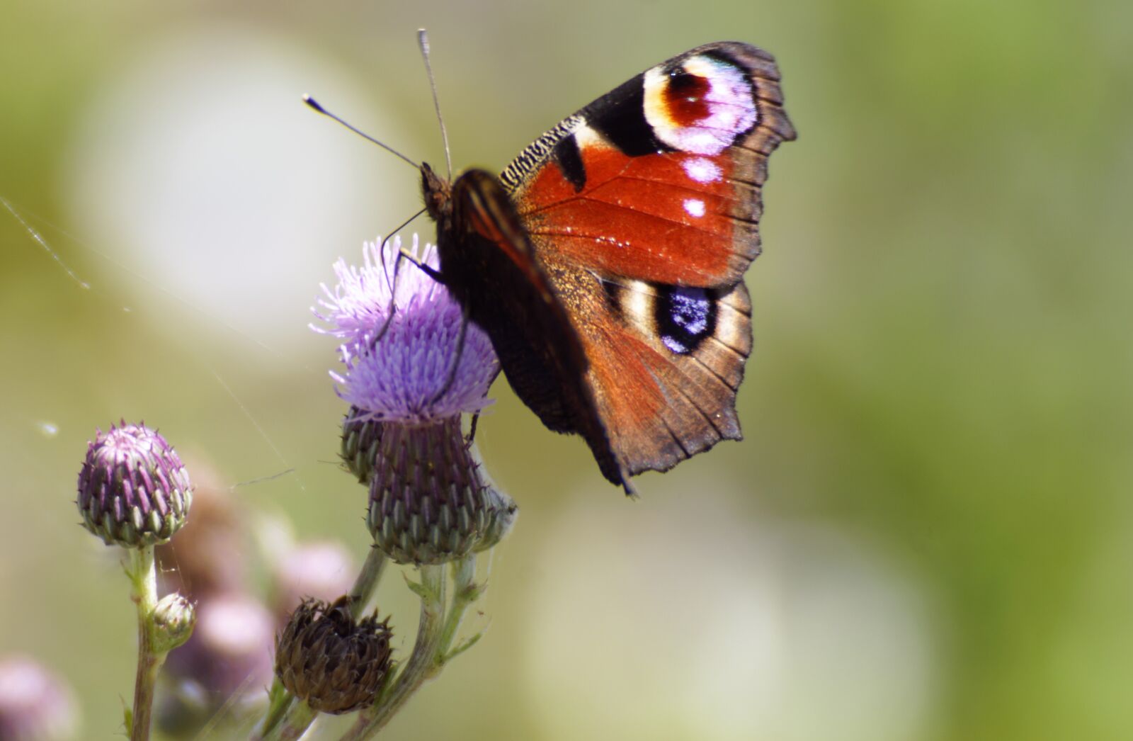 Sony SLT-A68 + Minolta AF 70-210mm F4 Macro sample photo. Butterfly, nature, flower photography