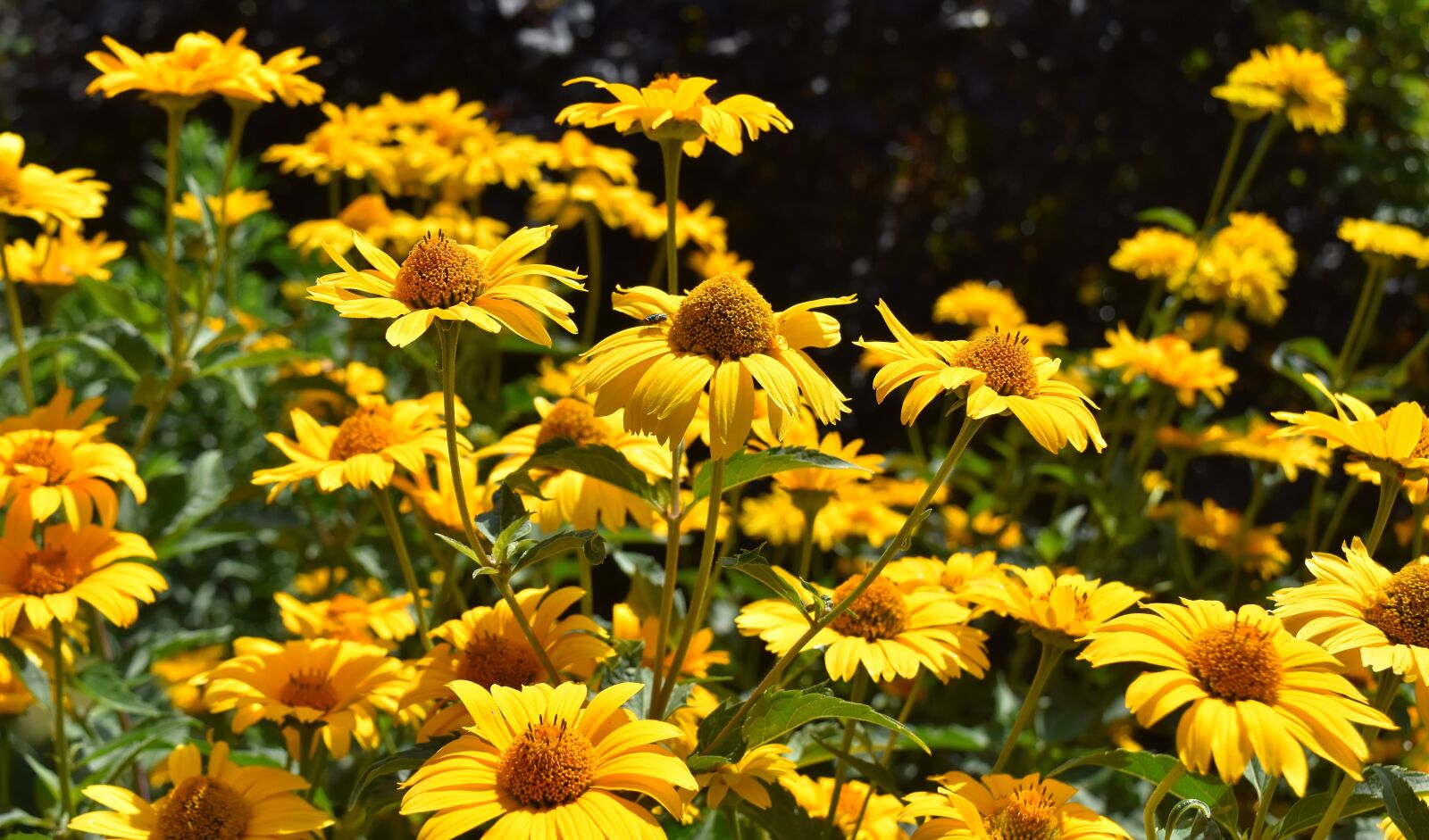 Nikon D7200 sample photo. Flowers, yellow, blossom photography