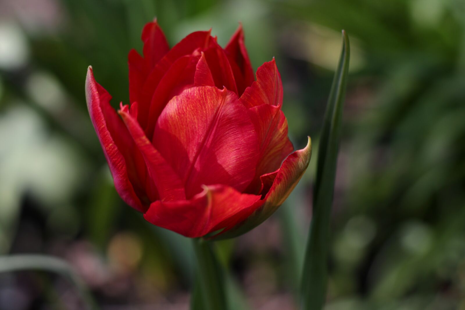 Canon EOS 7D Mark II sample photo. Tulipa abba, tulip, double photography