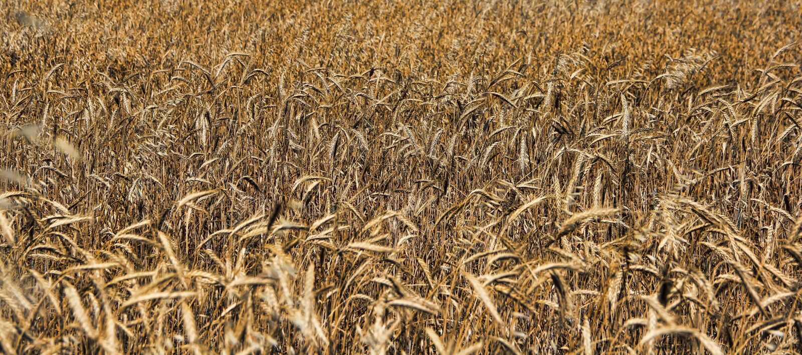 Canon EOS 550D (EOS Rebel T2i / EOS Kiss X4) sample photo. Straw, cereals, field photography