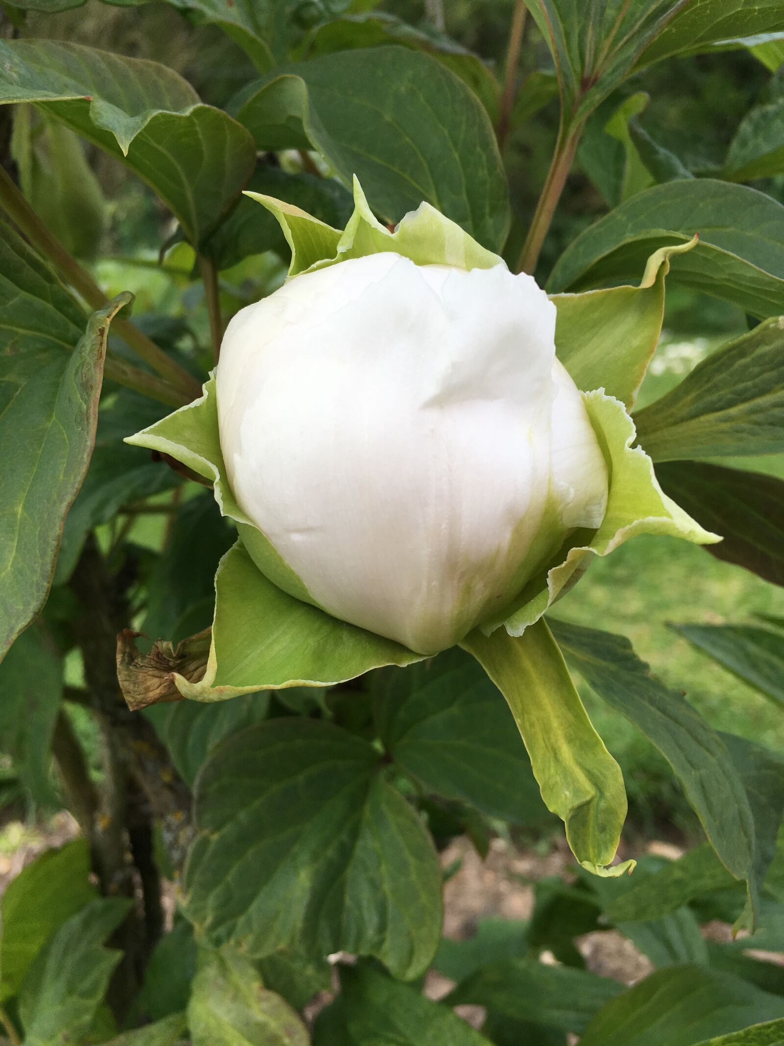 iPhone SE back camera 4.15mm f/2.2 sample photo. Bud, foliage, peony, pink photography