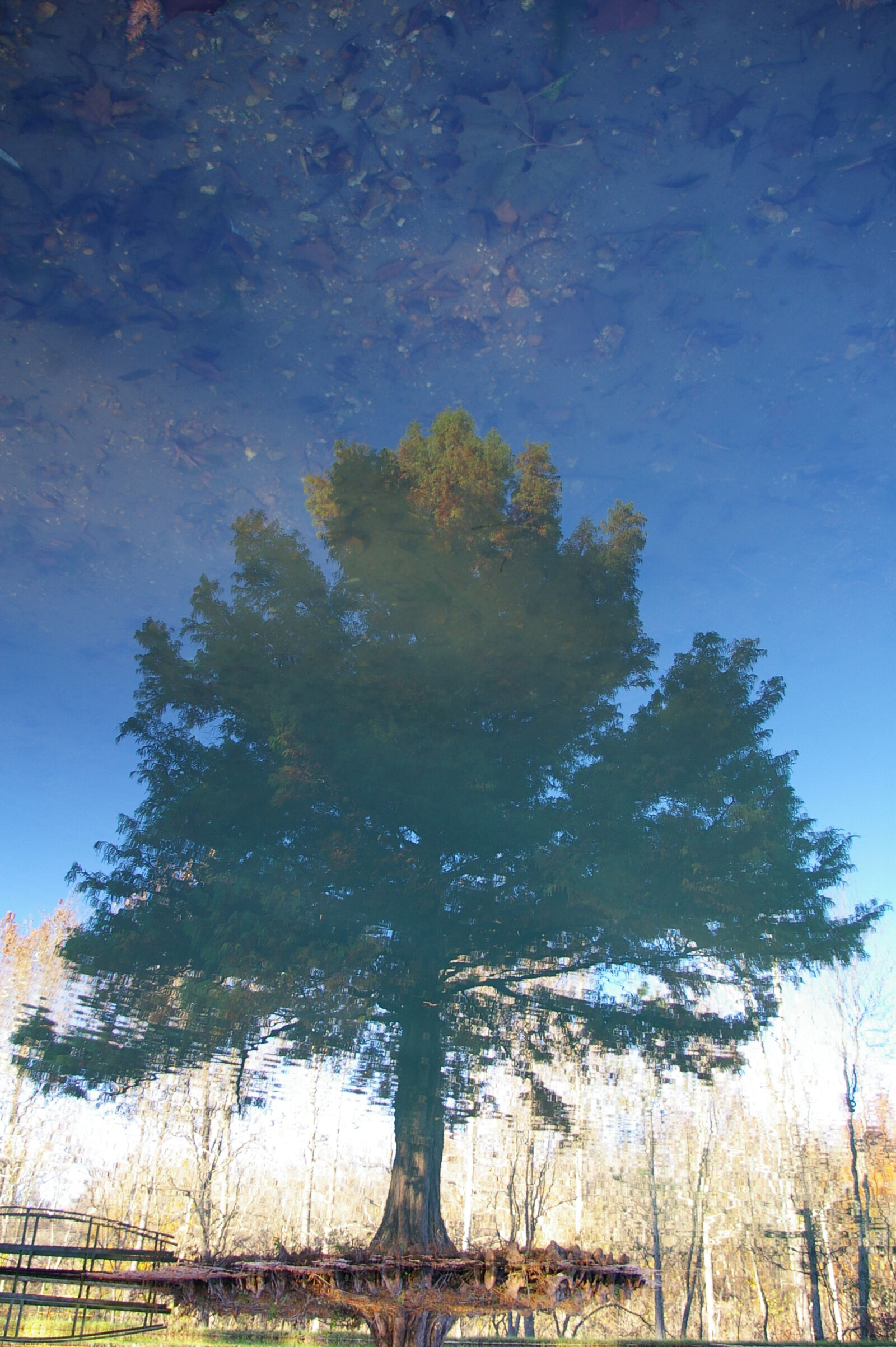 Pentax *ist DL sample photo. Alternate, reality, pond, reflection photography