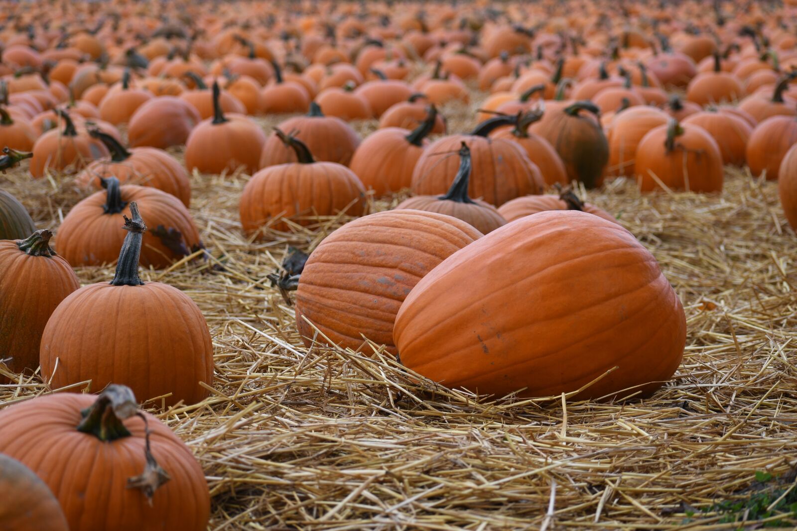 Nikon D500 sample photo. Pumpkins, field, harvest photography