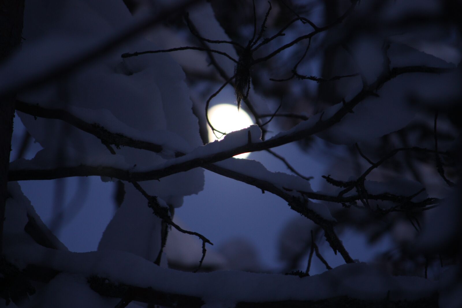 Canon EOS 450D (EOS Rebel XSi / EOS Kiss X2) sample photo. Tree, branch, moon photography
