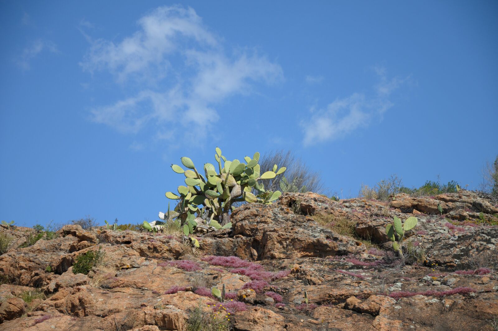Nikon D300 sample photo. Sardinia, cactus, plant photography