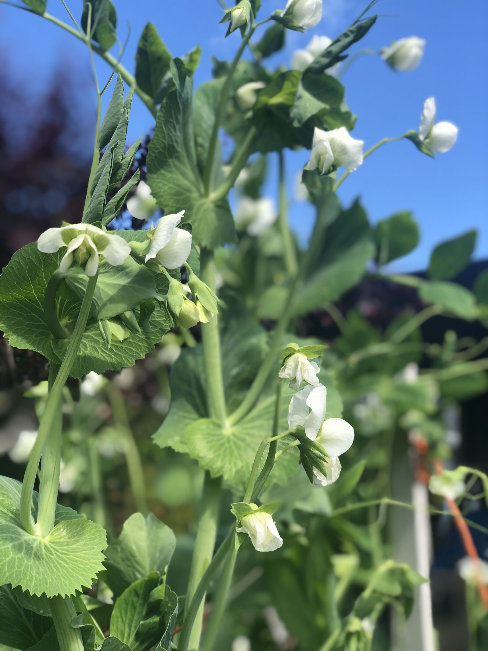 iPhone X back dual camera 6mm f/2.4 sample photo. Sugar snaps, spring garden photography