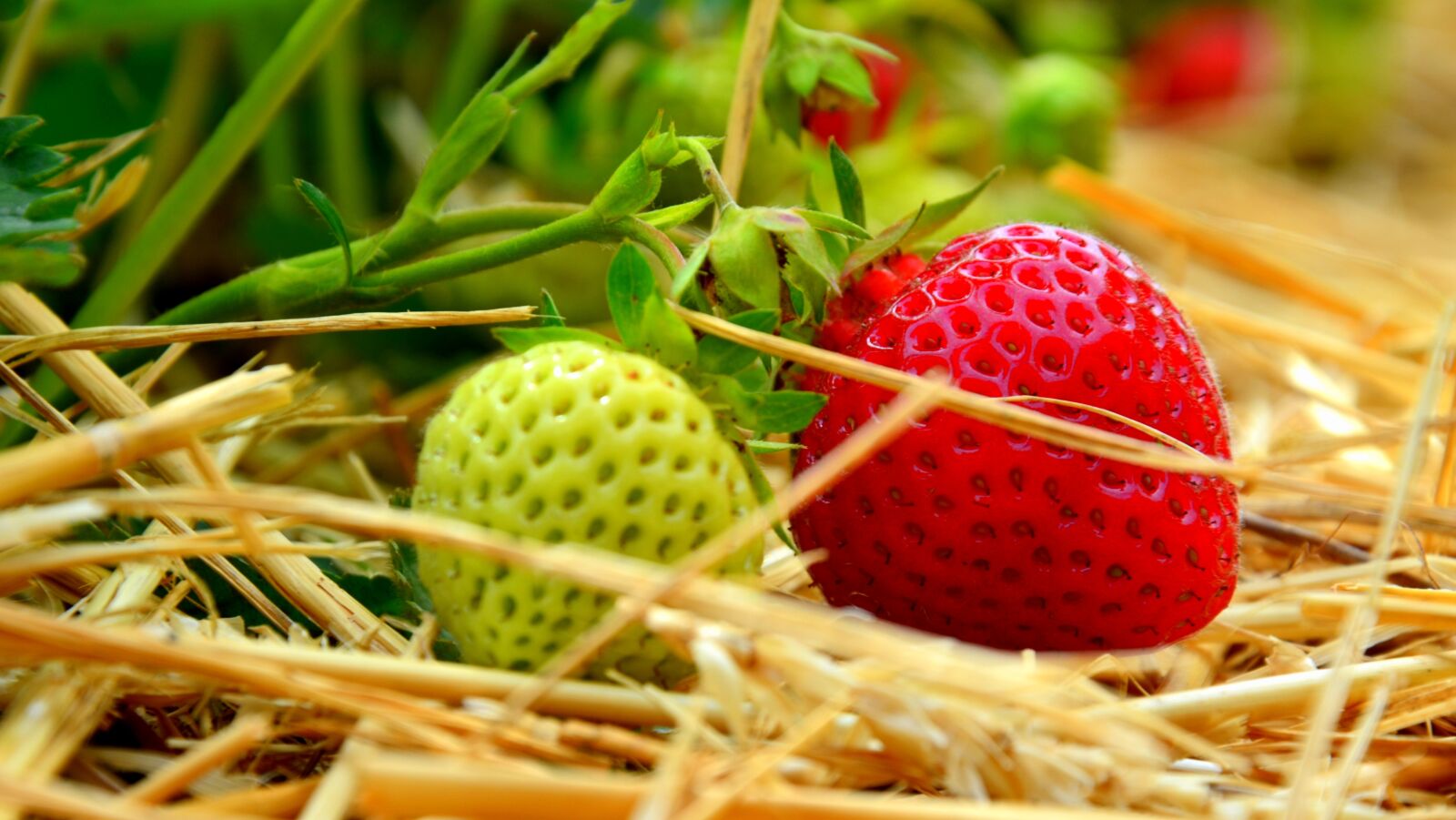 Nikon D5100 sample photo. Field, fruit, fruits photography