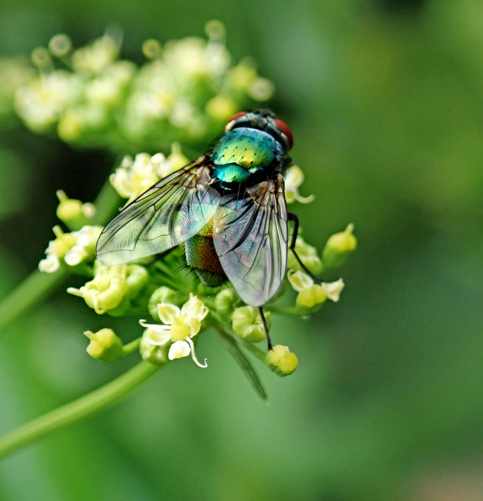 Olympus TG-5 sample photo. Fly, insect, pest photography