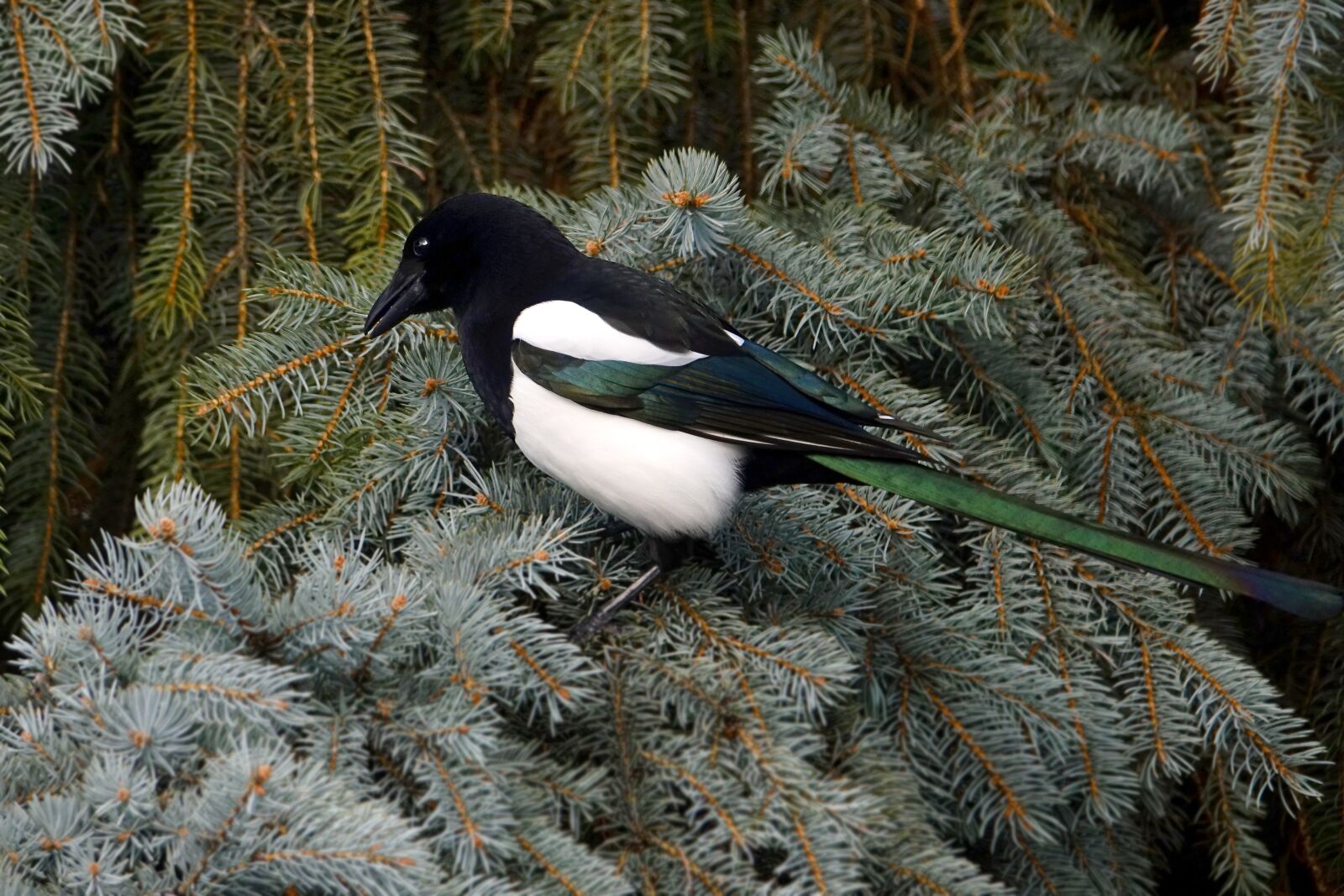 Sony Cyber-shot DSC-RX10 III sample photo. Nature, winter, bird photography
