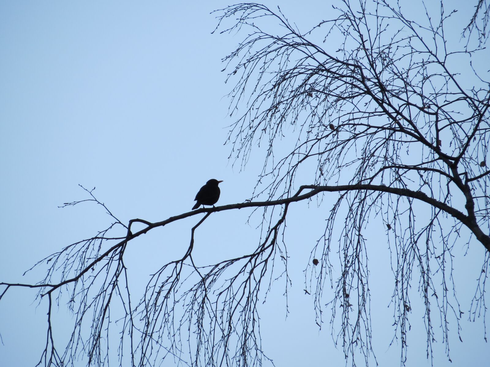 Canon PowerShot SX40 HS sample photo. Bird, black, blue photography