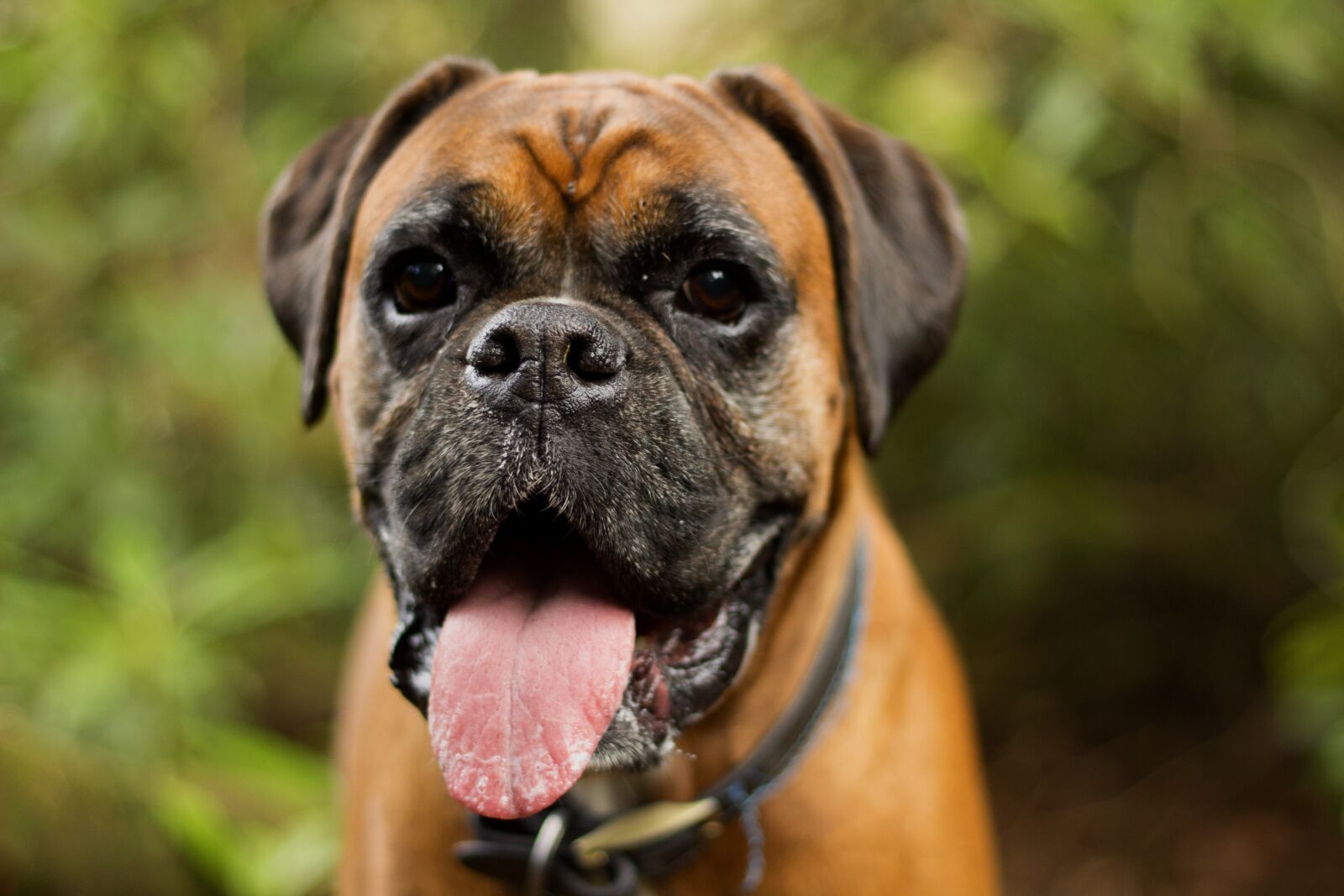 Canon EOS 700D (EOS Rebel T5i / EOS Kiss X7i) + Canon EF 50mm F1.8 II sample photo. Dog, cute, portrait photography