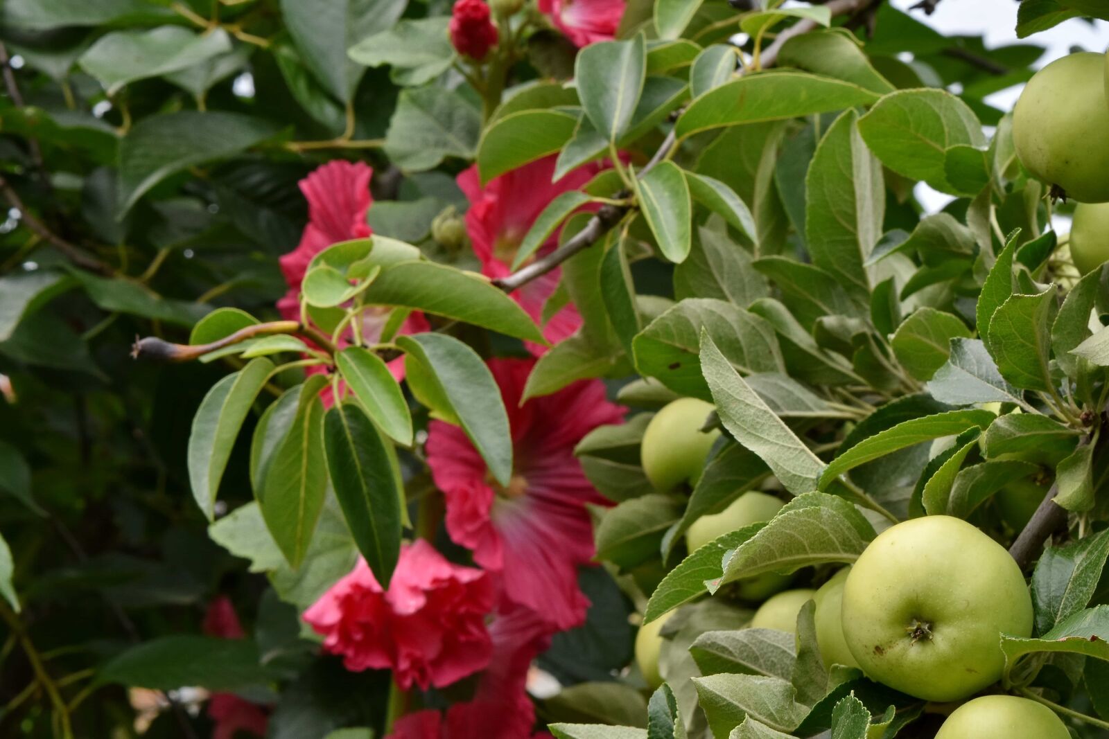 Nikon D5500 sample photo. Apple tree, flower garden photography