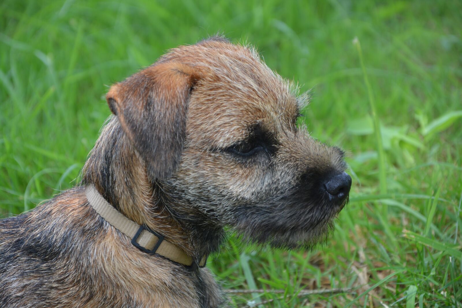 Nikon D5200 sample photo. Dog, puppy, race photography