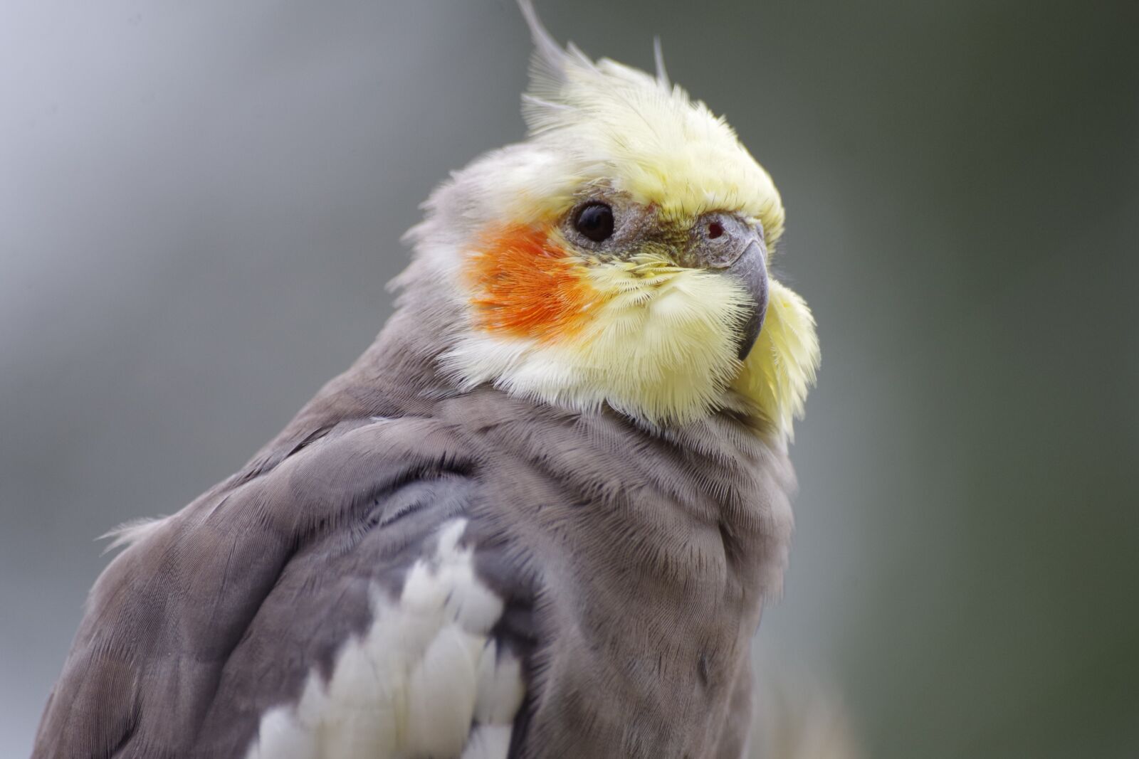 Pentax K-30 sample photo. Cockatiel, parakeet, pet photography