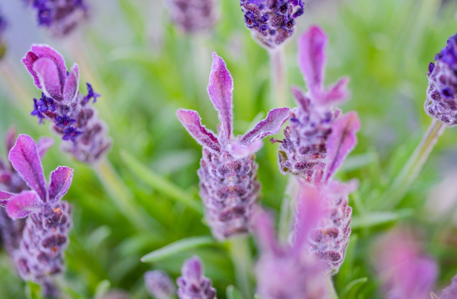Nikon D610 sample photo. Lavender, purple, field photography
