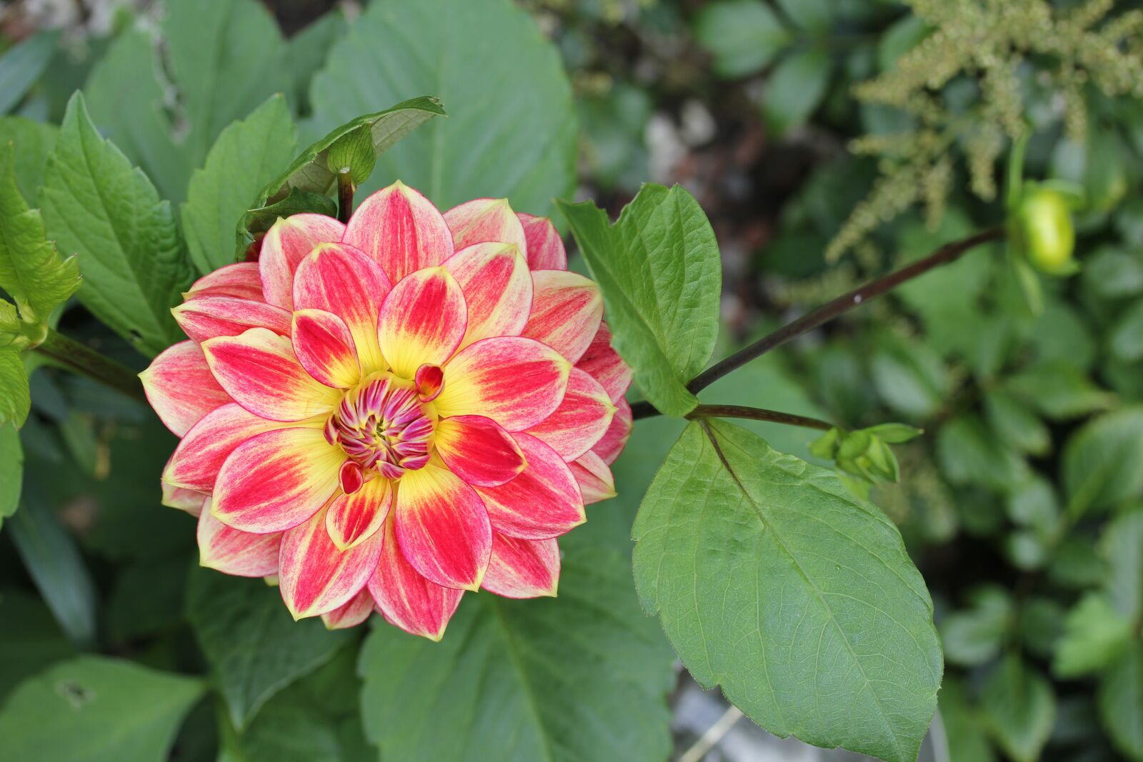 Canon EOS 550D (EOS Rebel T2i / EOS Kiss X4) sample photo. Flower, dahlia, garden photography