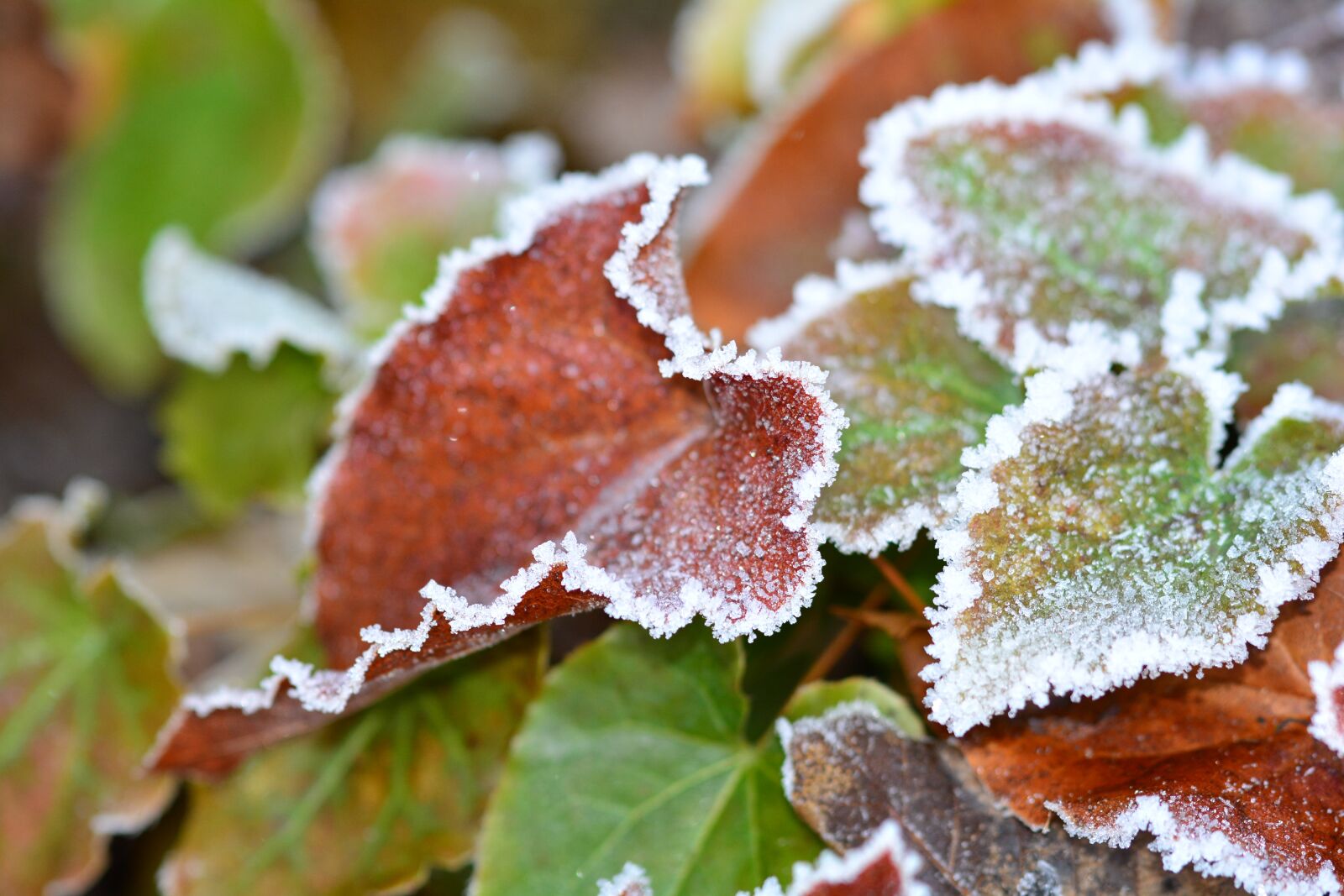 Nikon D5200 sample photo. Frost, ripe, winter photography