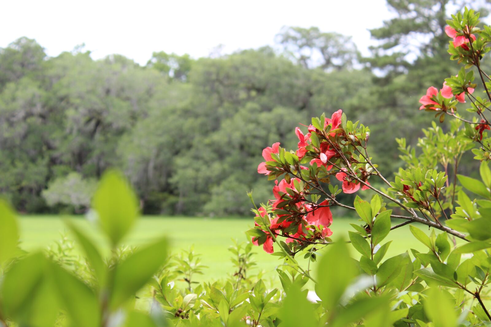 Canon EOS 1300D (EOS Rebel T6 / EOS Kiss X80) sample photo. Flowers, landscape, green photography
