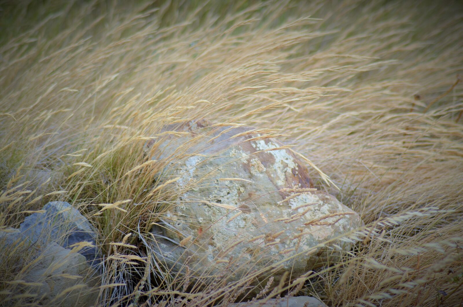 Nikon D5100 sample photo. Herbs, wild herbs, nature photography