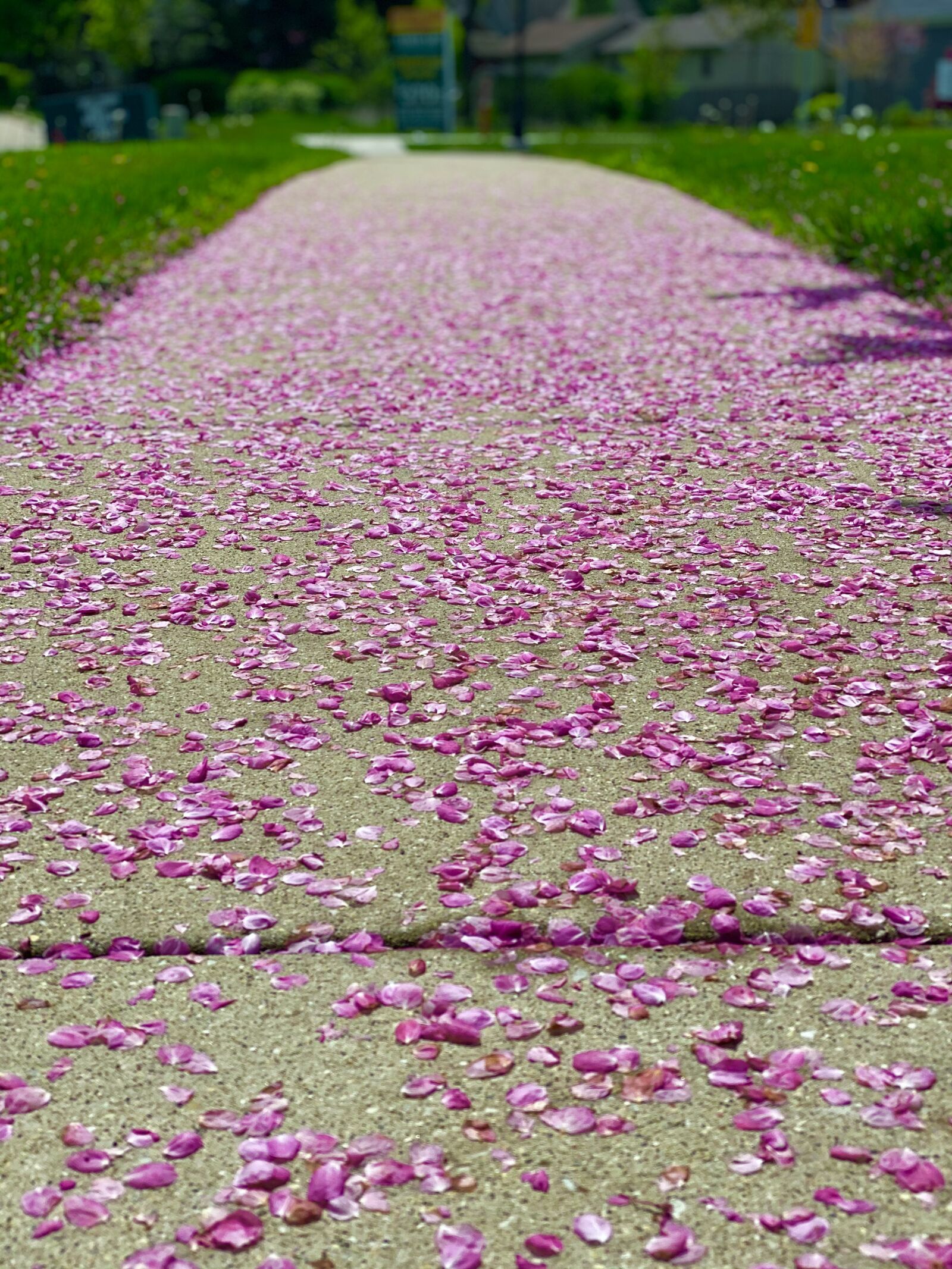 iPhone 11 Pro back dual camera 6mm f/2 sample photo. Purple, pink, petals photography