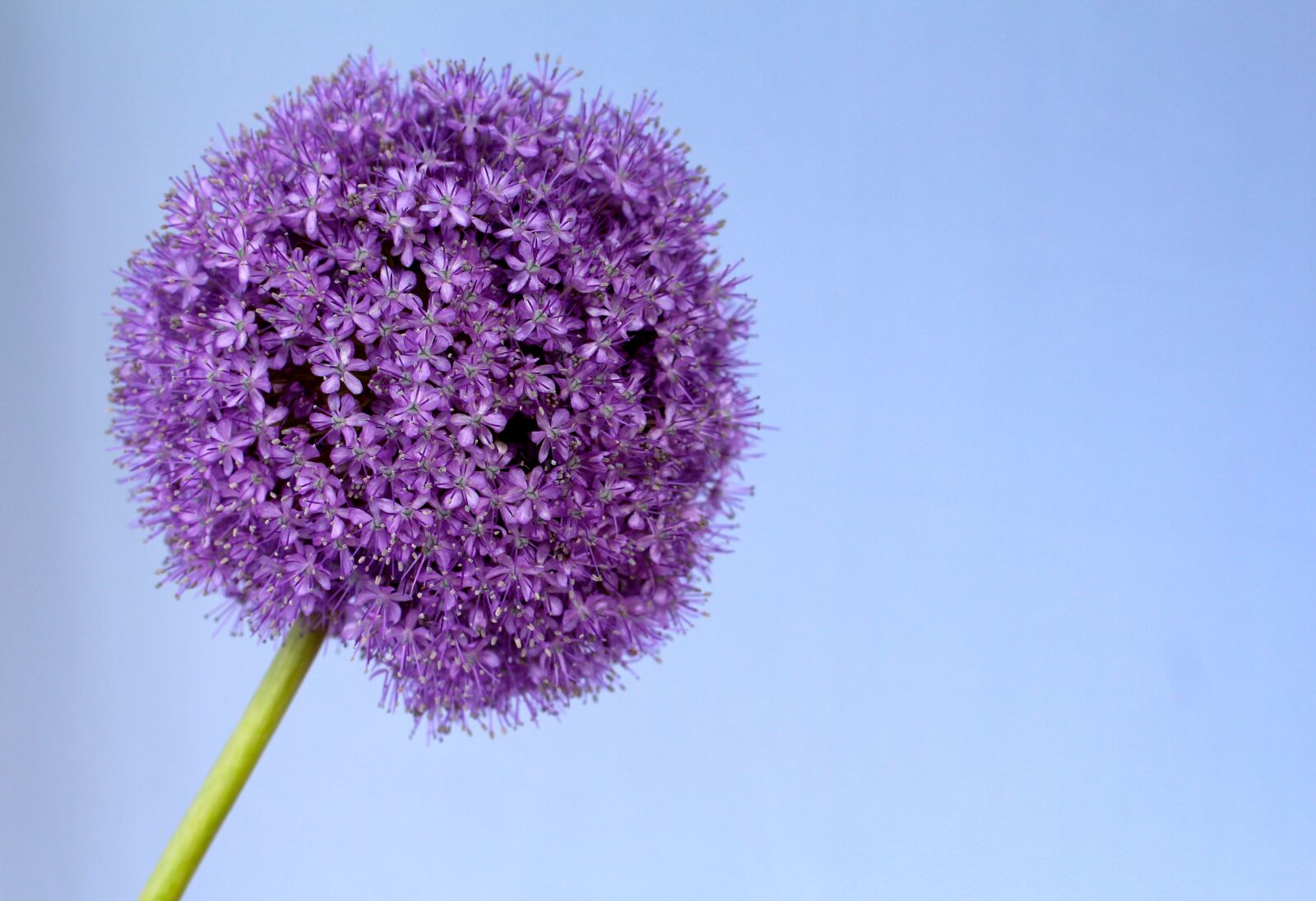 Canon EOS 600D (Rebel EOS T3i / EOS Kiss X5) + Canon EF 50mm F1.4 USM sample photo. Allium, purple, ball photography