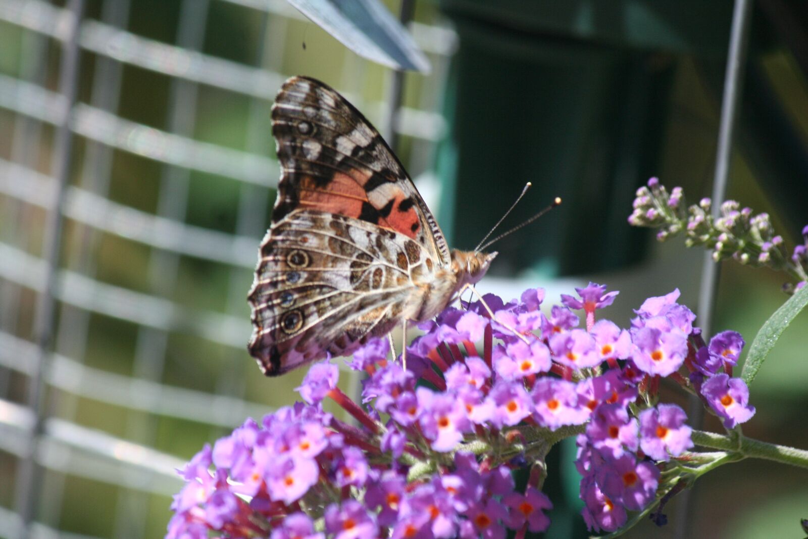 Canon EOS 350D (EOS Digital Rebel XT / EOS Kiss Digital N) sample photo. Butterfly weed, butterfly, butterflies photography