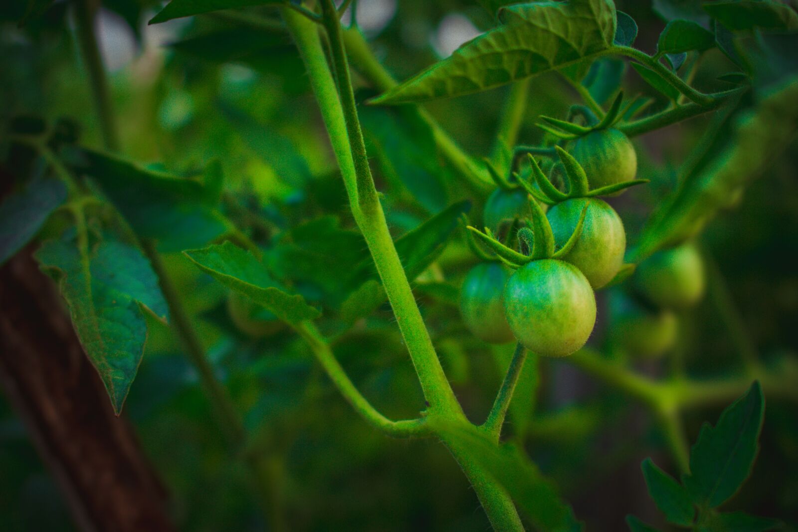 Canon EOS 700D (EOS Rebel T5i / EOS Kiss X7i) sample photo. Eggplant, plant, aubergine photography