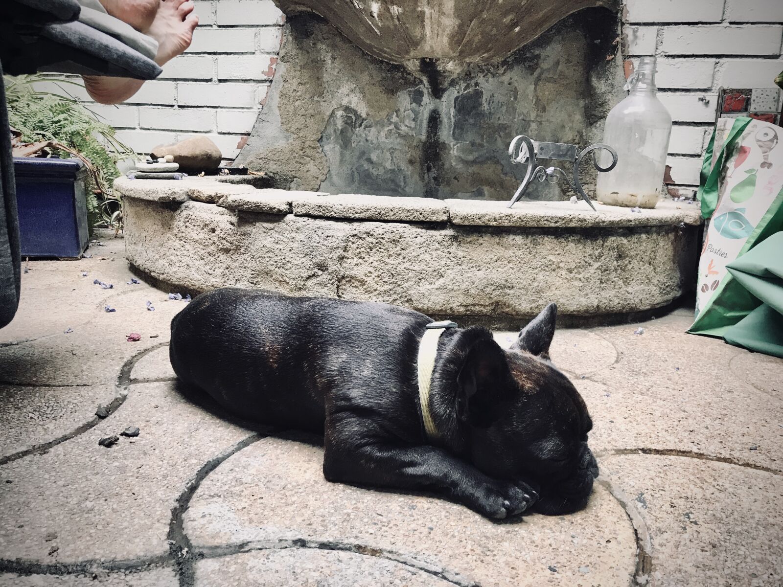 iPhone 7 back camera 3.99mm f/1.8 sample photo. Pet, dog, animals photography