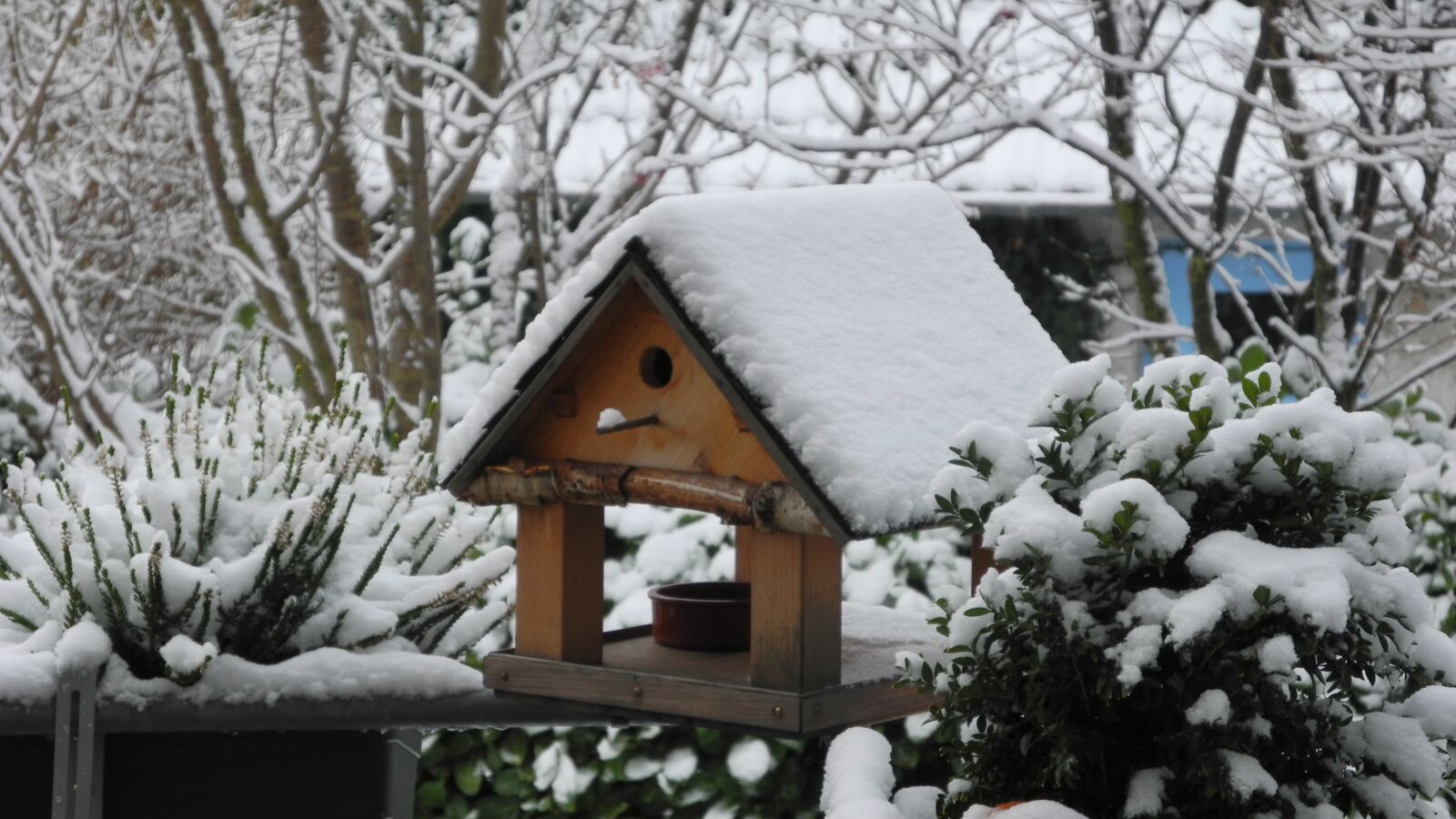 Nikon Coolpix P7000 sample photo. Aviary, snow, bird photography