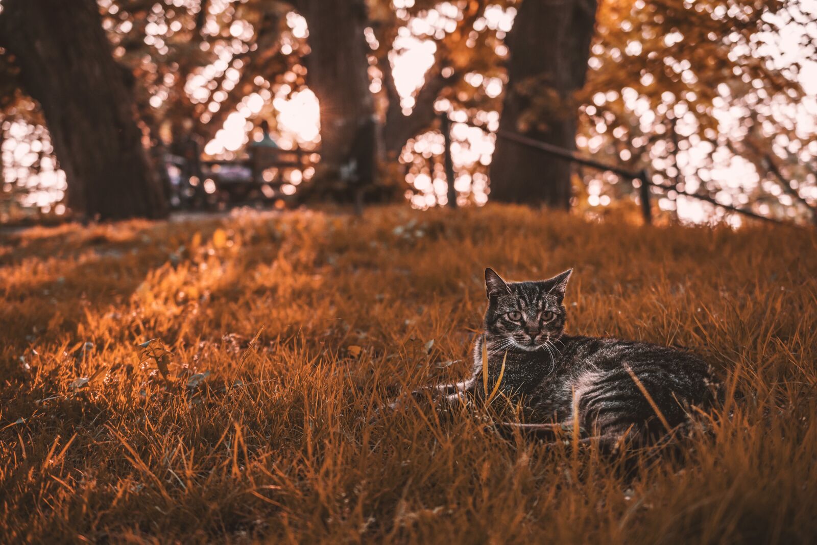 Nikon D7100 sample photo. Cat, west, sun photography