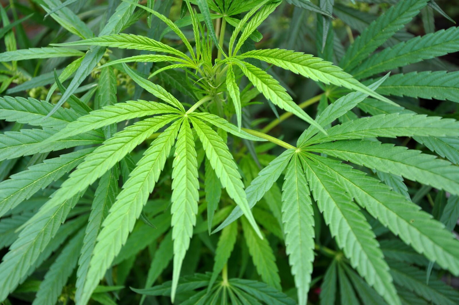 Nikon D90 sample photo. Marijuana, hashish, leaf photography