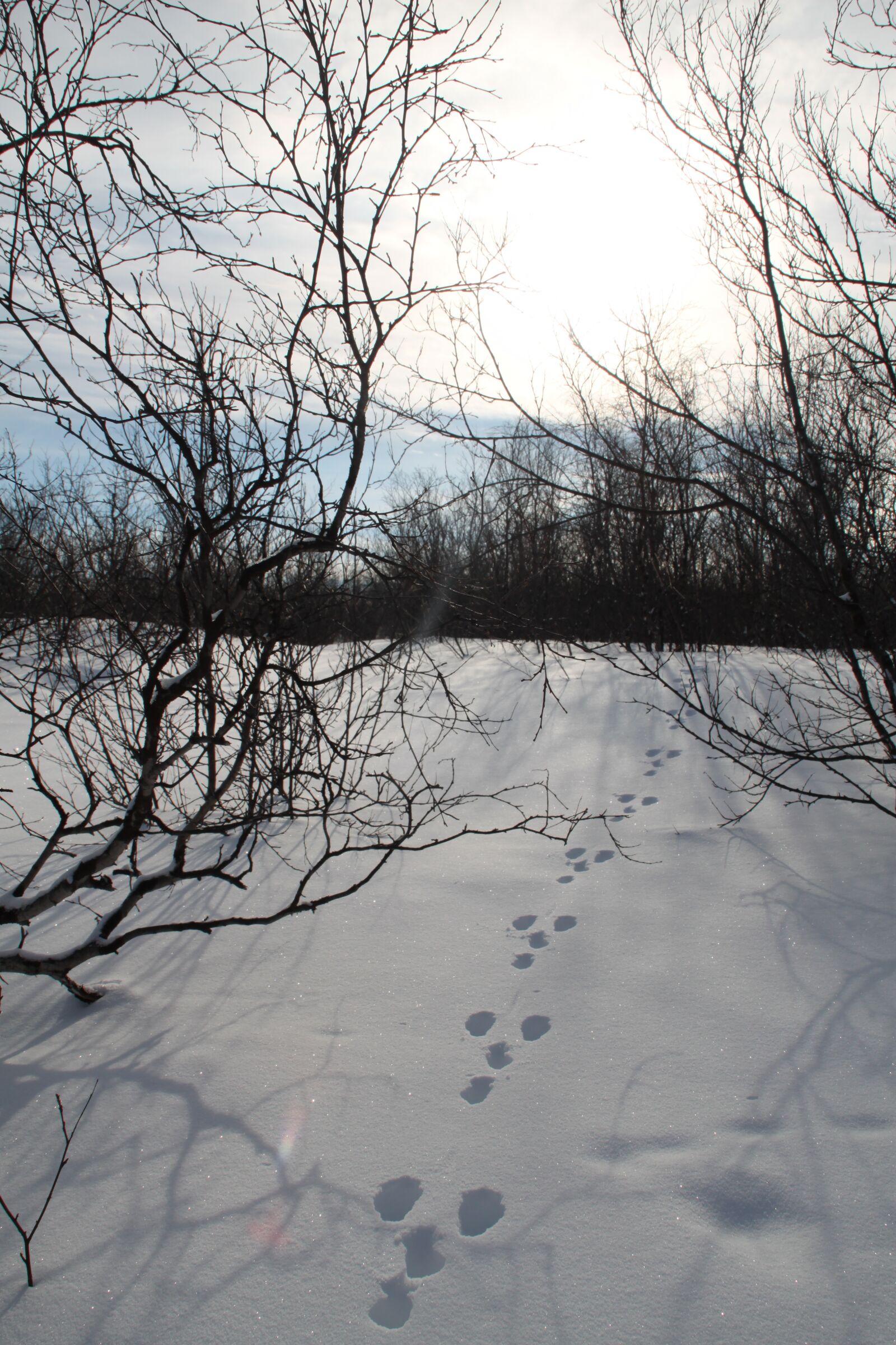 Canon EOS 500D (EOS Rebel T1i / EOS Kiss X3) sample photo. Tree, winter, nature photography