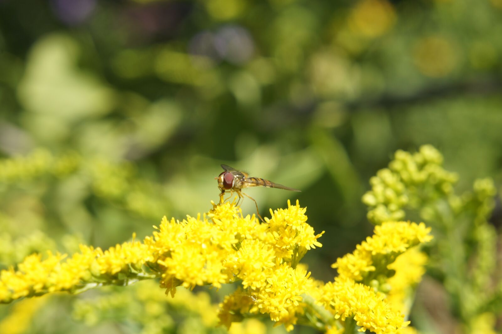 Sony Alpha NEX-5 sample photo. Yellow, flower fly, garden photography