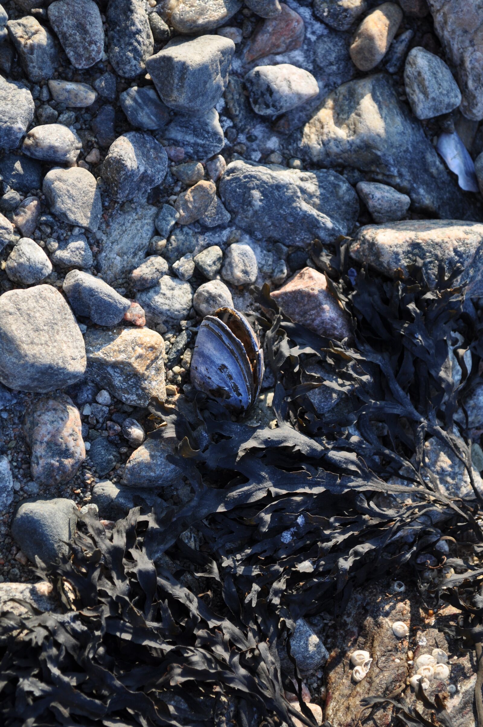 Nikon D5000 sample photo. Frozen morning, beach, stone photography