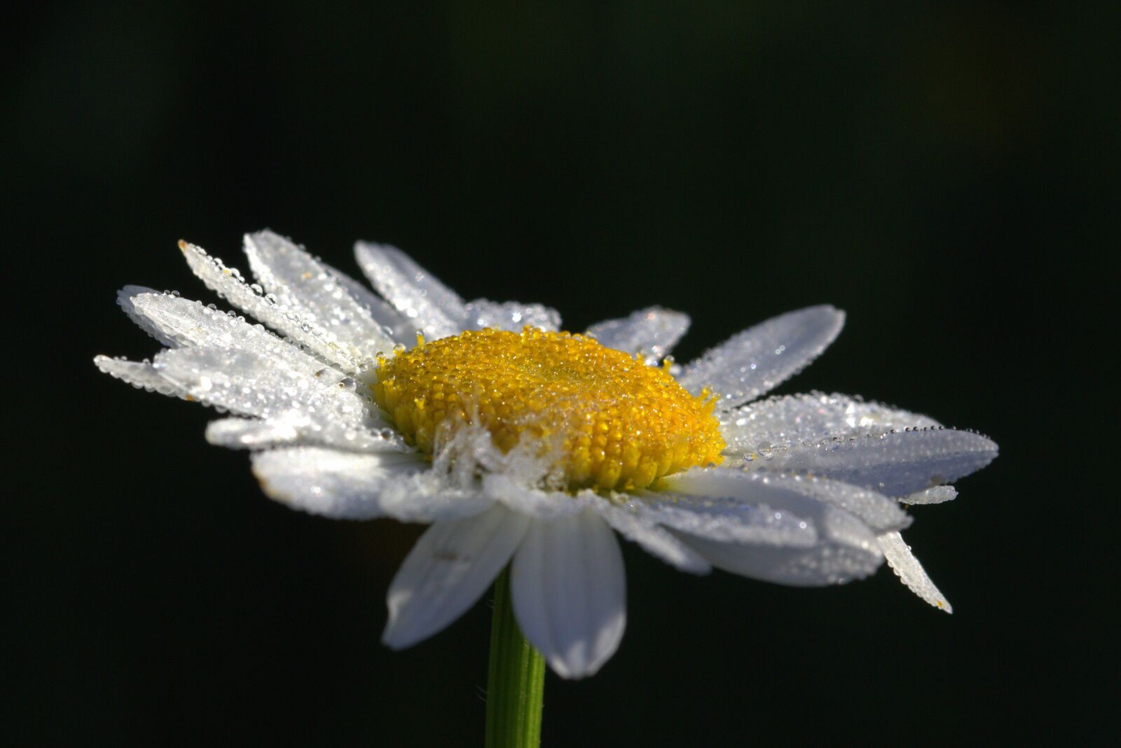 Canon EOS 650D (EOS Rebel T4i / EOS Kiss X6i) sample photo. Daisies, leucanthemum maximum, flowers photography