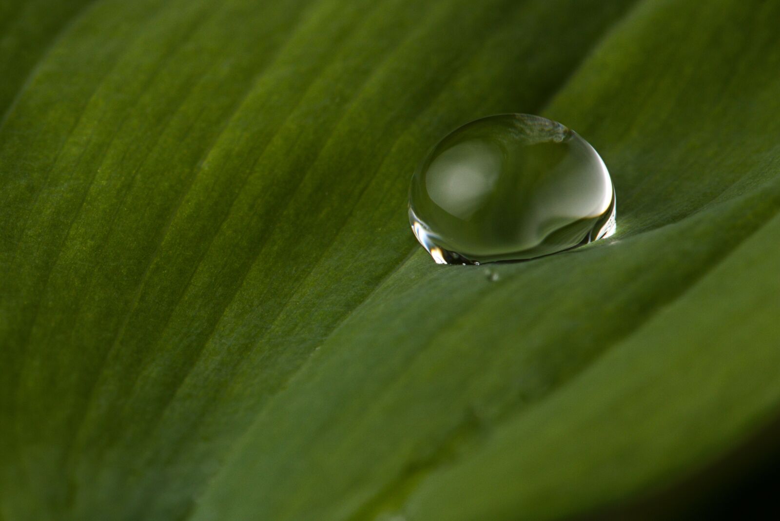 Canon EOS M5 sample photo. Drop of water, leaf photography