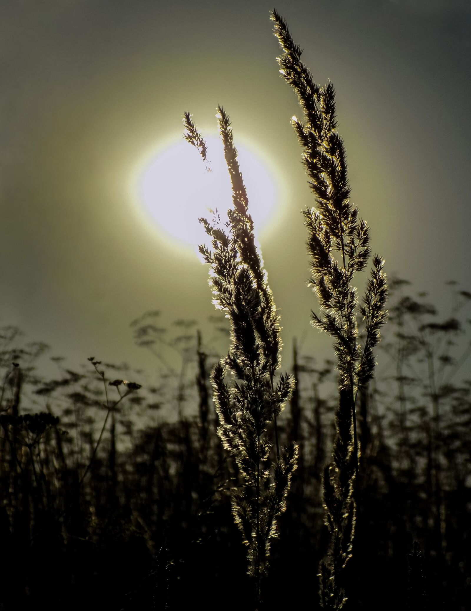 Nikon COOLPIX L330 sample photo. Sunset, the spike in photography