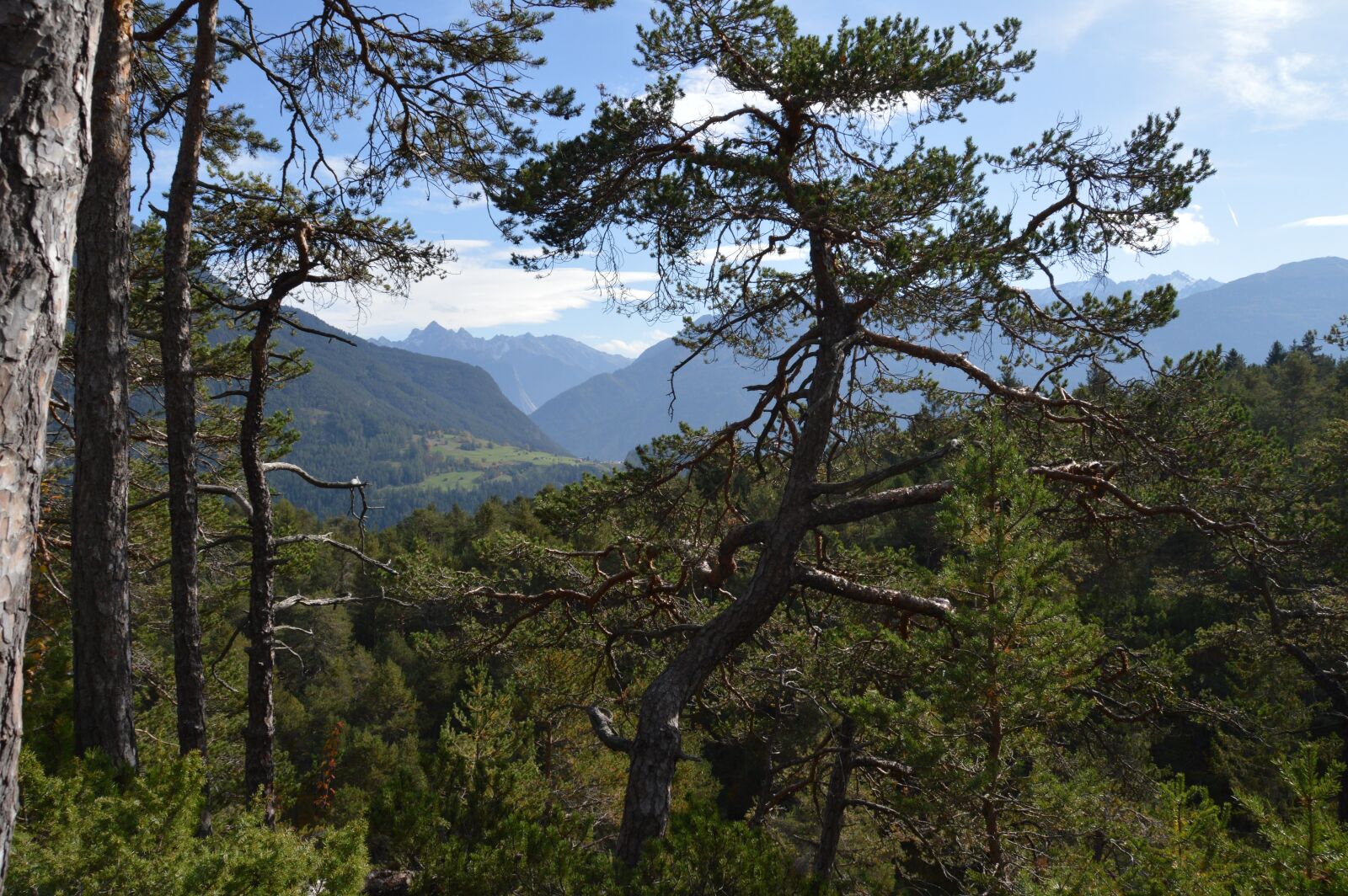 Nikon D3200 sample photo. Trees, forest, mountains photography