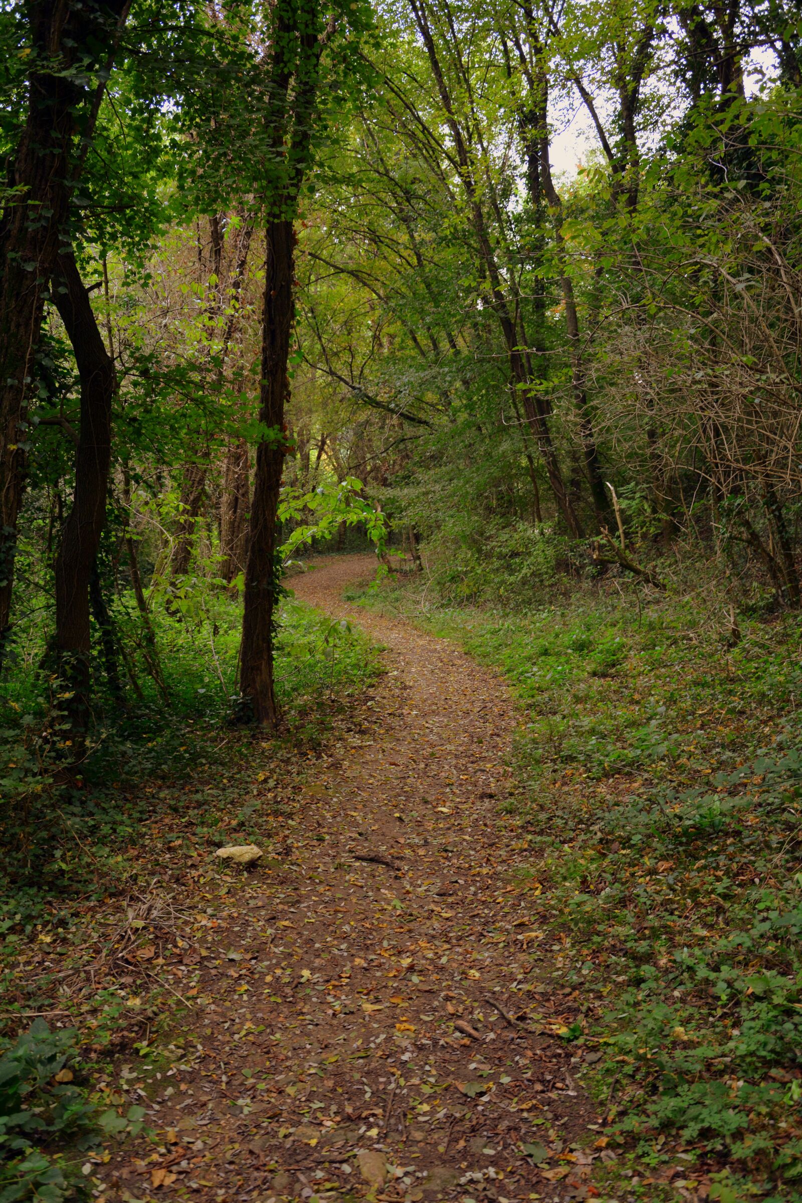 Nikon D7100 sample photo. Forest, trail, e5 photography