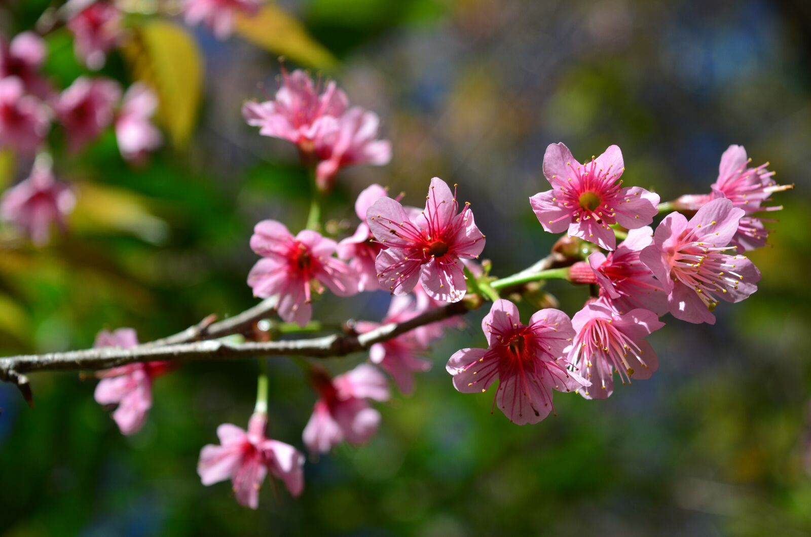 Nikon D5100 sample photo. Flower, flowers, nature photography