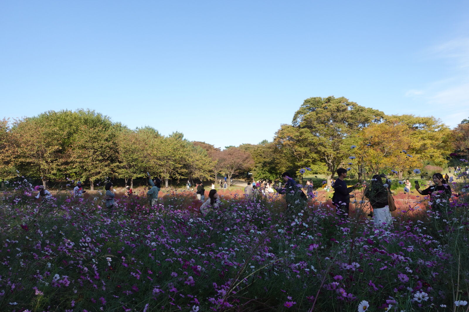 Sony ZV-1 sample photo