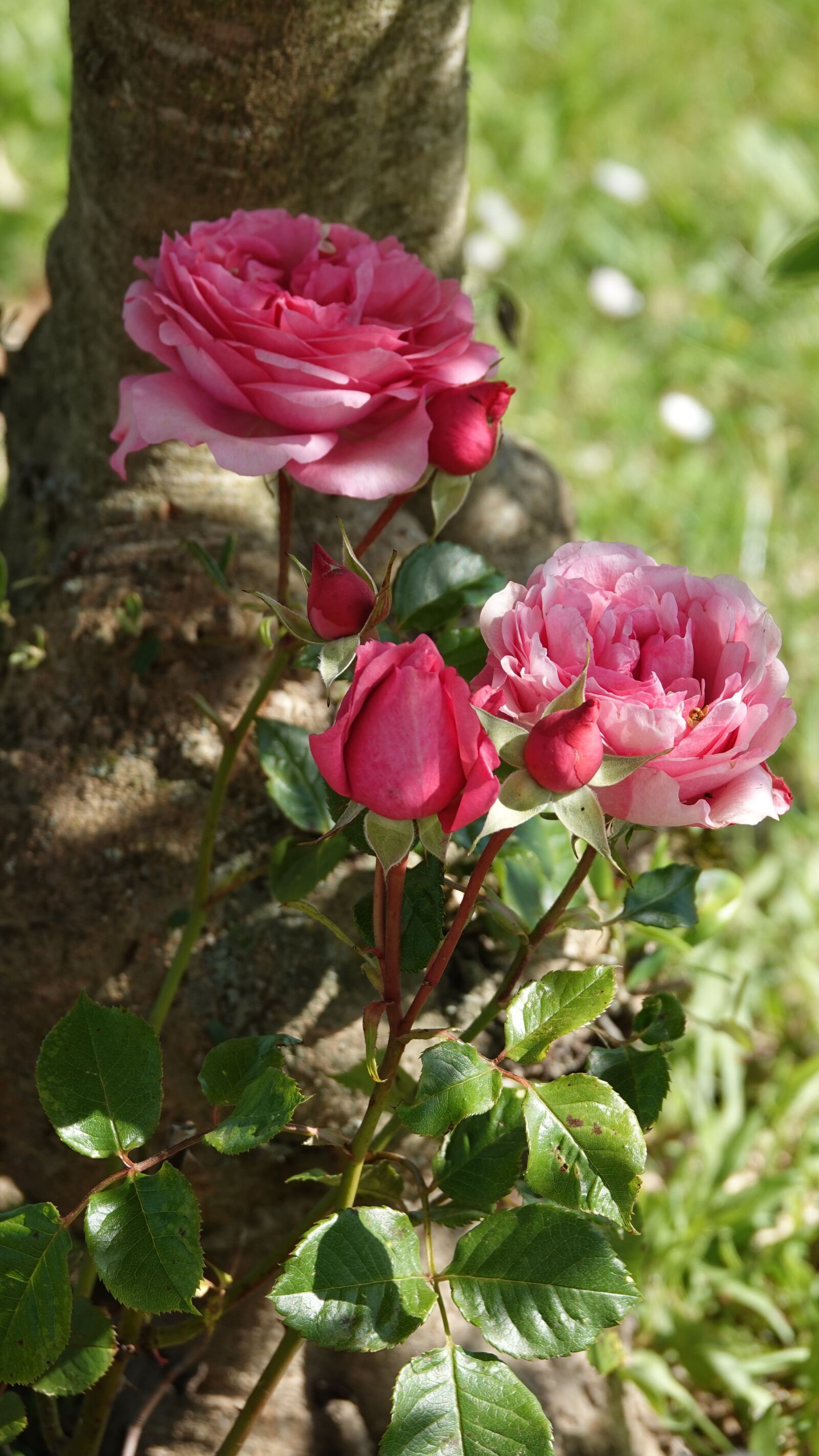 Sony Cyber-shot DSC-RX10 IV sample photo. Roses, spring, garden photography