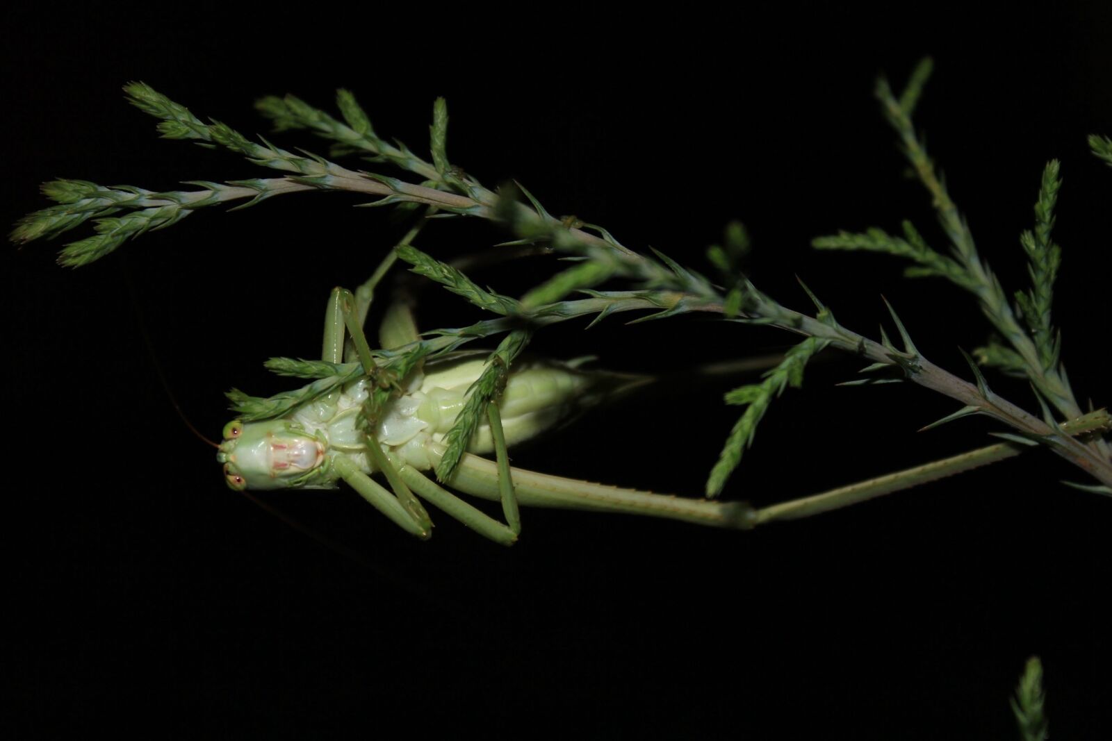 Canon EOS 60D sample photo. Insect, branch, animal photography