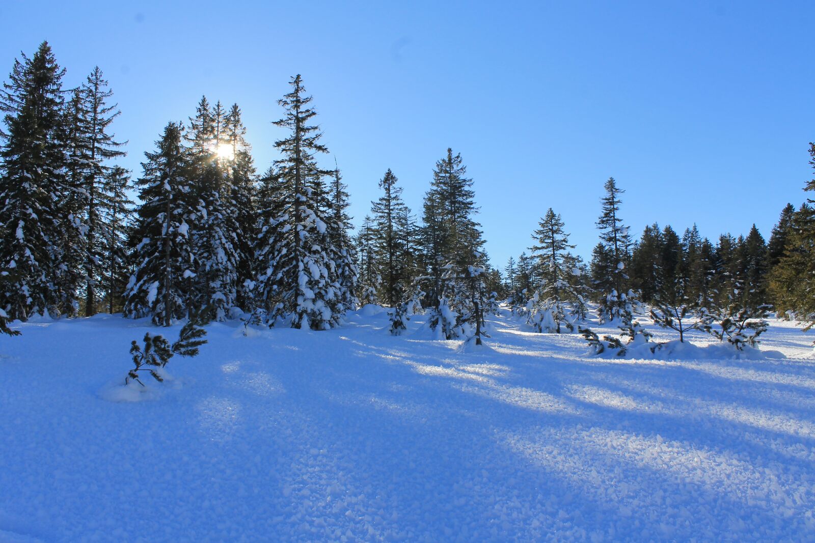 Canon EOS 1100D (EOS Rebel T3 / EOS Kiss X50) sample photo. Winter, snow, nature photography