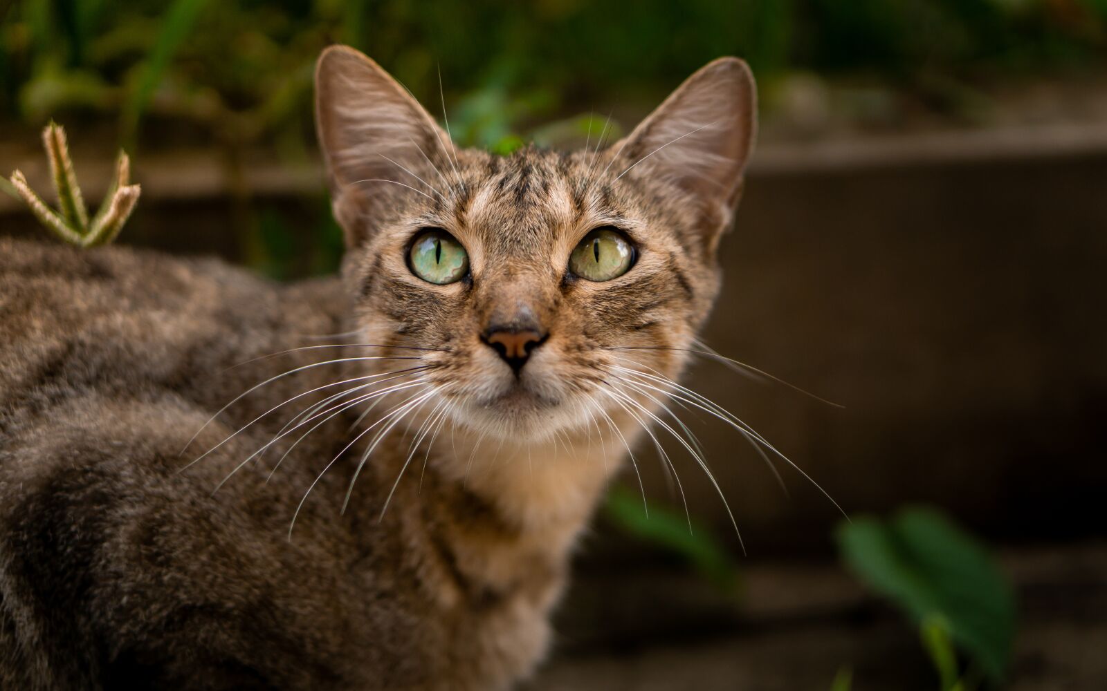 Wonderful cat. Кот полосатый с размытым фоном. Кошка фото на прозрачном фоне.