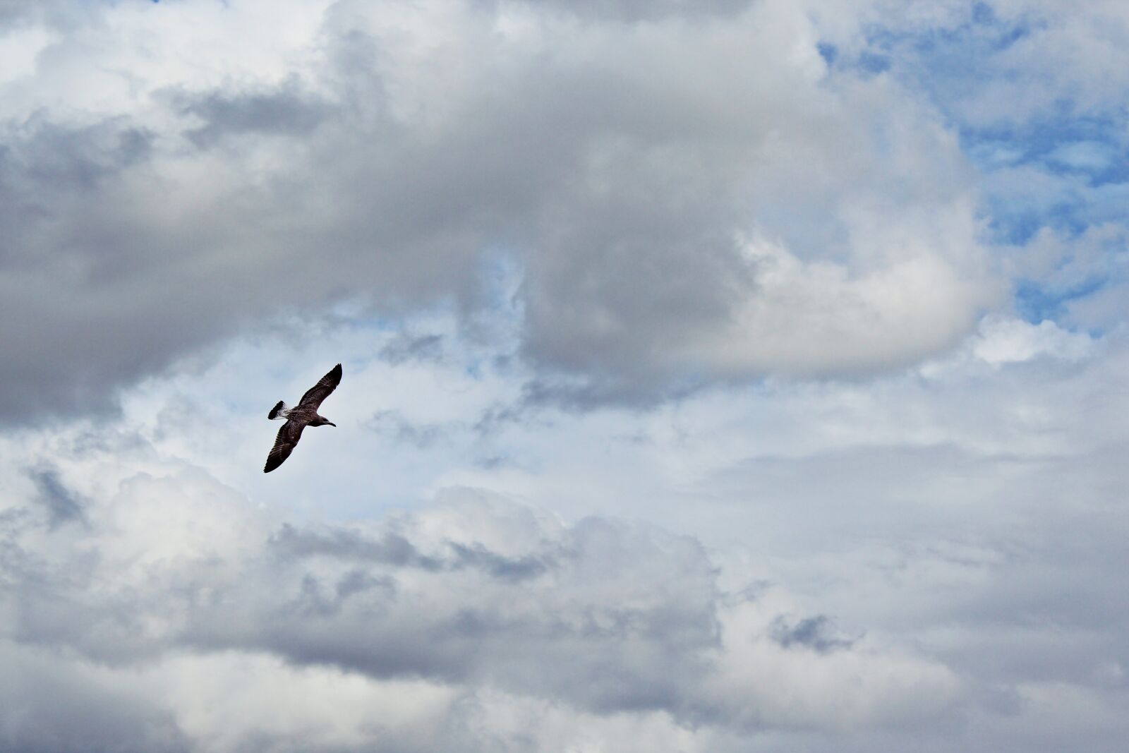 Canon EOS 1200D (EOS Rebel T5 / EOS Kiss X70 / EOS Hi) sample photo. Bird, clouds, flying photography