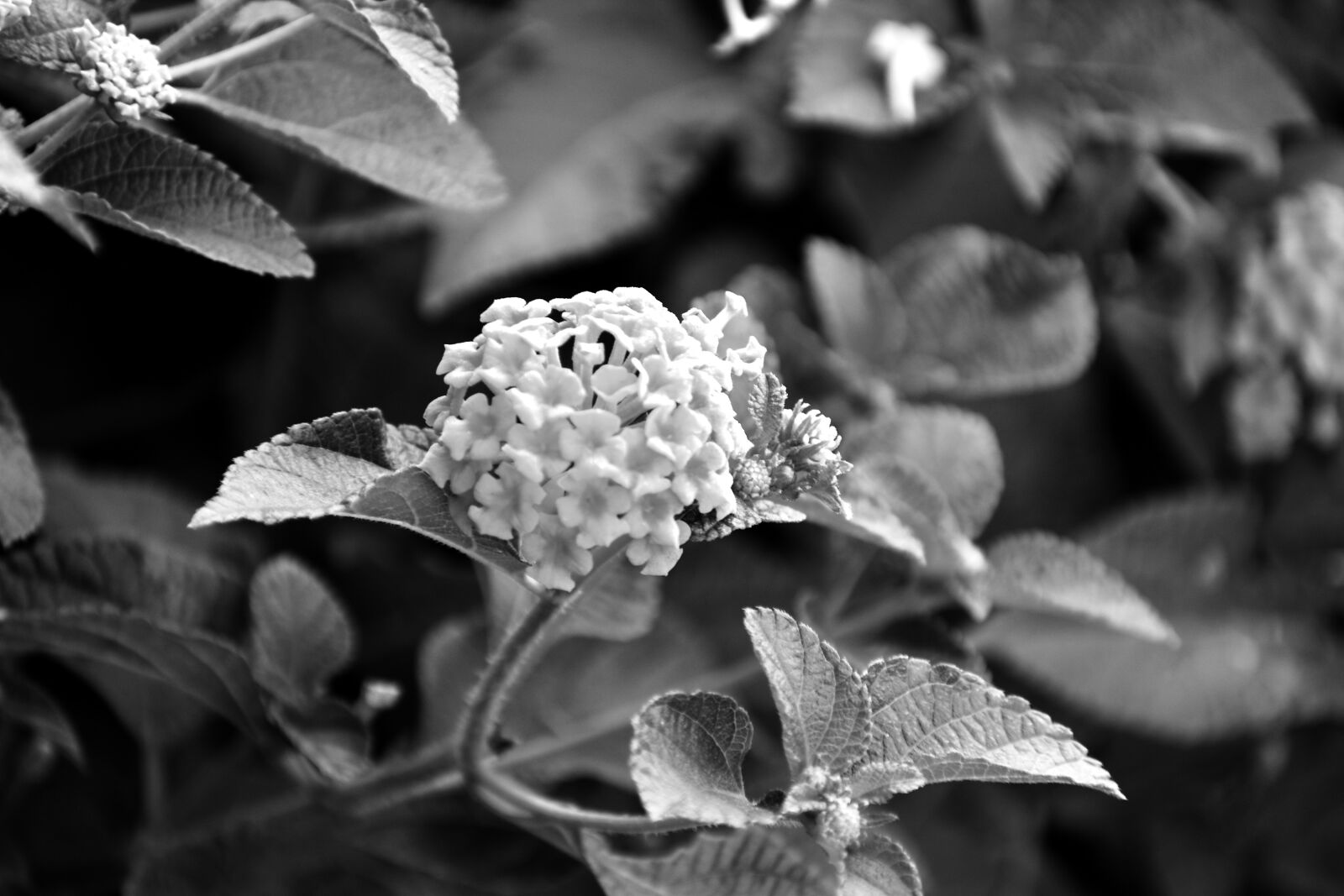 Nikon D5600 sample photo. Bunch of small flowers photography