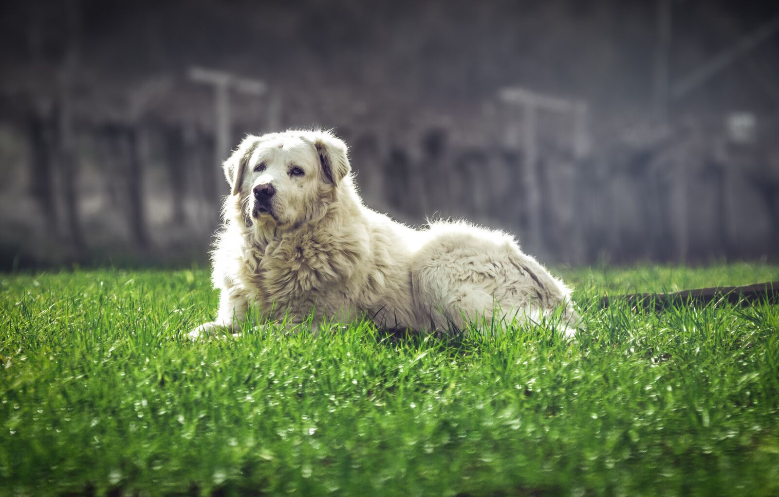 Tamron 70-210mm F4 Di VC USD sample photo. Dog, abruzzese shepherd, breed photography