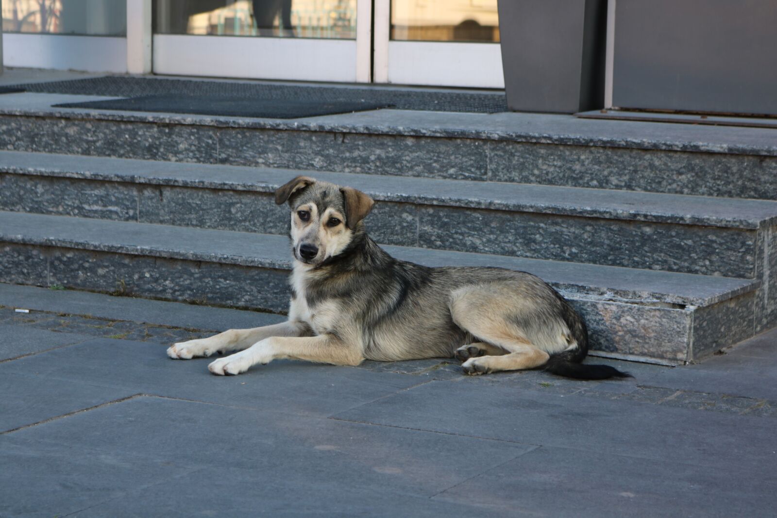 Canon EOS 750D (EOS Rebel T6i / EOS Kiss X8i) + Canon EF-S 18-55mm F3.5-5.6 IS STM sample photo. Dog, animal, pet photography